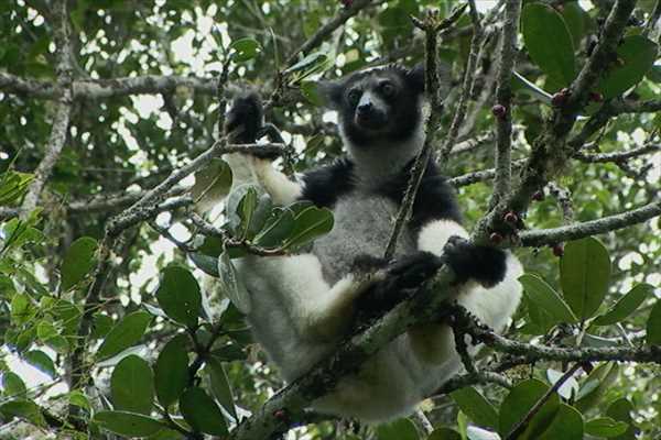 Madagaskar med Singelresor