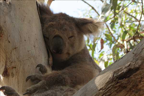 Koala i Australien