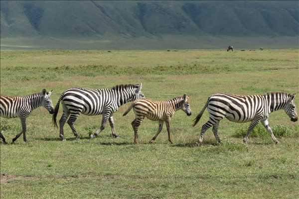 Tanzania safari med Singelresor