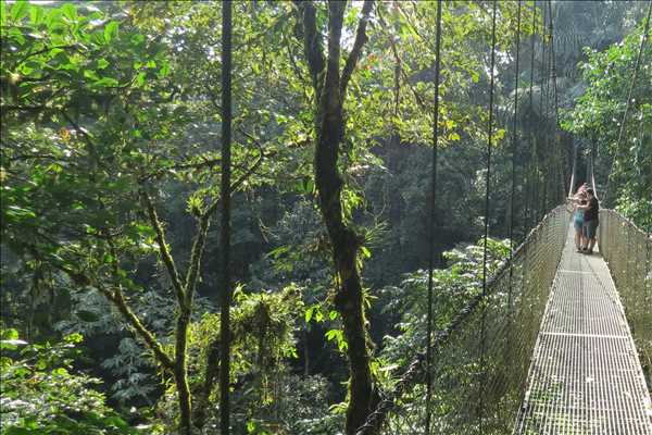 Hängbro i regnskogen