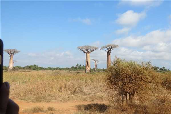 Baobab-träd