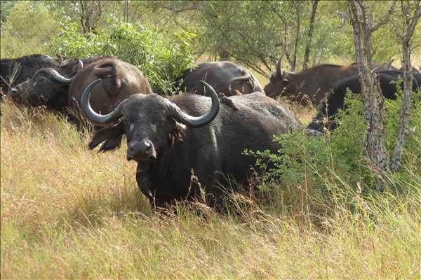 Kruger nationalpark