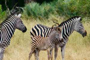 Safari resa i Sydafrika på Makutsi safari med Singelresor