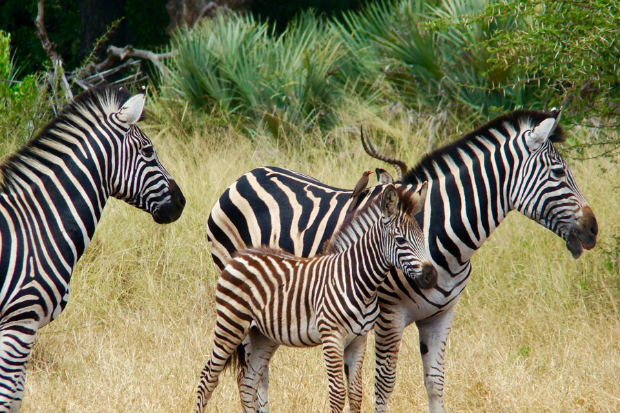 Safari resa i Sydafrika på Makutsi safari med Singelresor