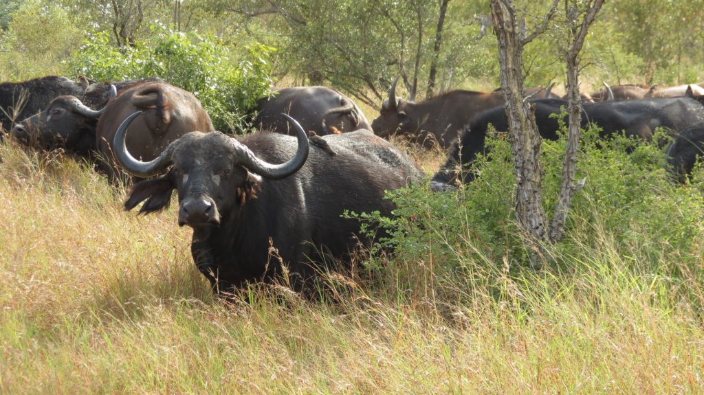 Safari resa i Sydafrika på Makutsi safari med Singelresor