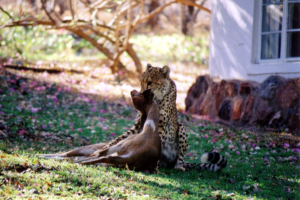 Safari resa i Sydafrika på Makutsi safari med Singelresor