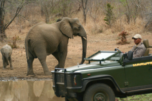 Safari resa i Sydafrika på Makutsi safari med Singelresor
