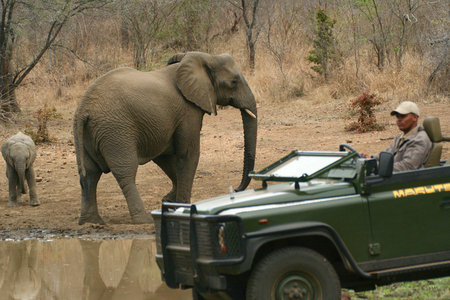 Safari resa i Sydafrika på Makutsi safari med Singelresor
