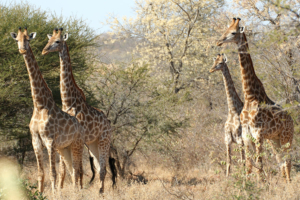 Safari resa i Sydafrika på Makutsi safari med Singelresor