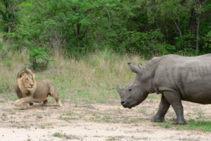 Safari resa i Sydafrika på Makutsi safari med Singelresor
