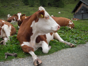 Vandringsresa till Flachau i Österrike med Singelresor