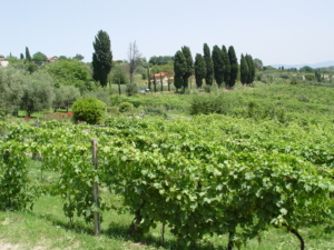 Vackra Toscana med Singelresor