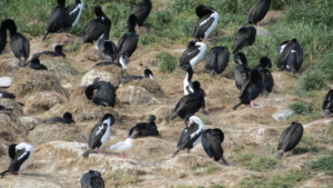 Rundresa i Nya Zeeland med Singelresor