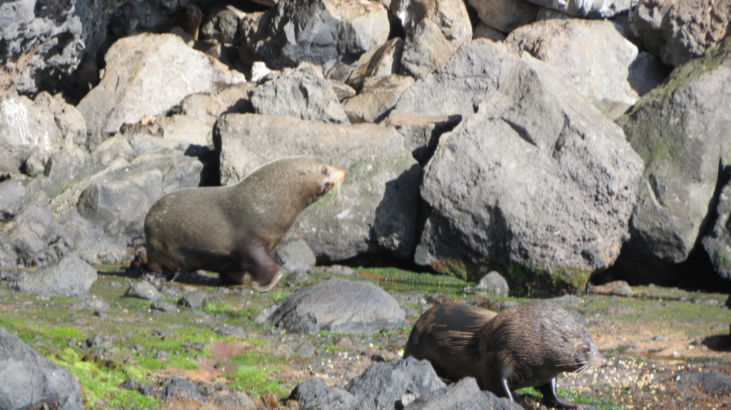 Rundresa i Nya Zeeland med Singelresor