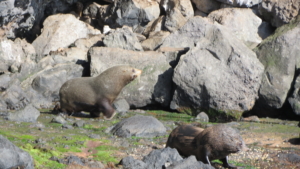 Rundresa i Nya Zeeland med Singelresor