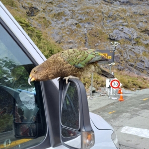 Rundresa i Nya Zeeland med Singelresor