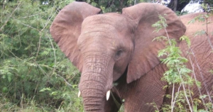 Sydafrika - Makutsi safari longstay