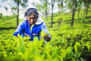 Sri Lanka rundresa med Singelresor