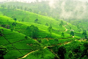 Sri Lanka rundresa med Singelresor