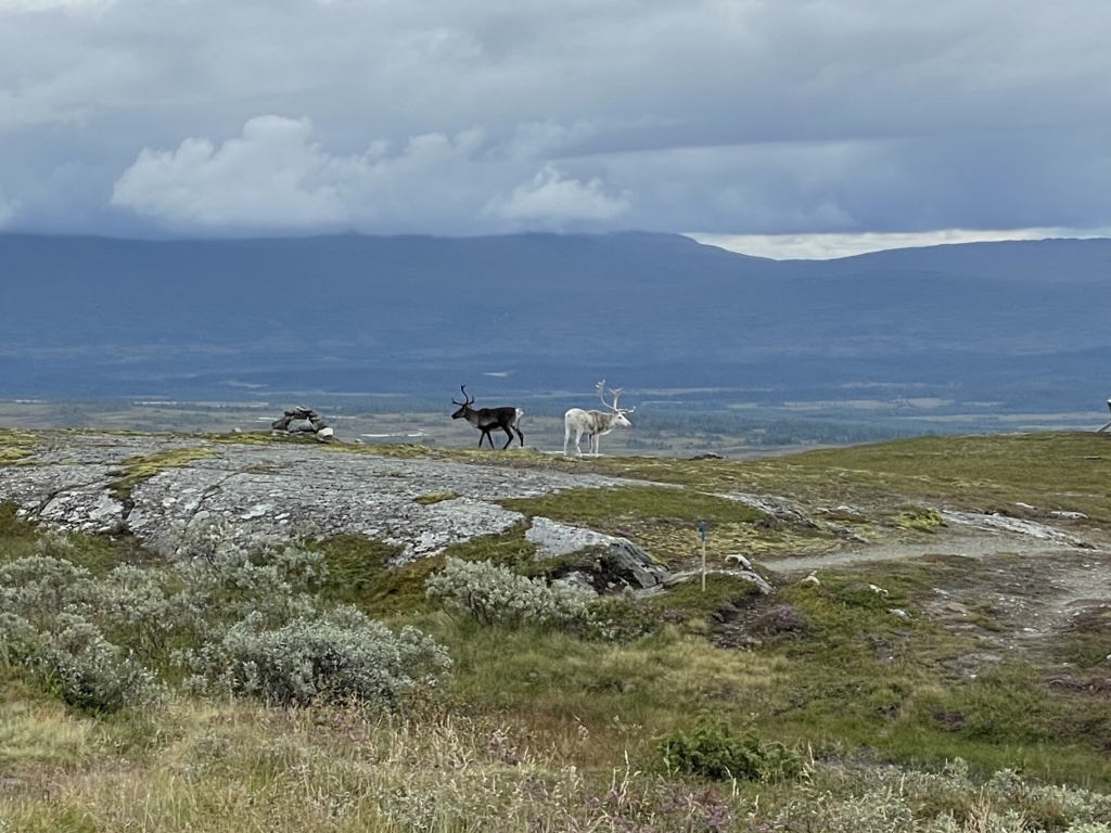 Vandringsresa i Storlien med Trondheim