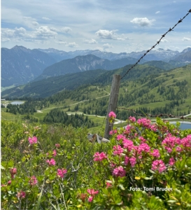Vandringsresa till Flachau i Österrike med Singelresor