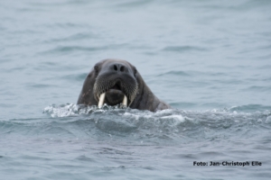 Svalbard med Singelresor