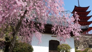 Japan rundresa med besök i Hiroshima, Kyoto, Fuji och Tokyo med Singelresor