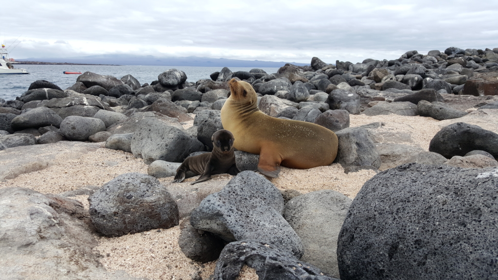 Galapágos och Amazonas med Singelresor