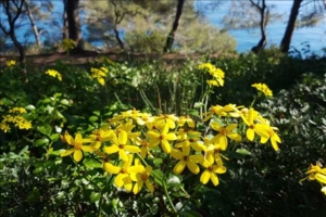 Fira midsommar i Spanien med vår guide Carmen och Singelresor