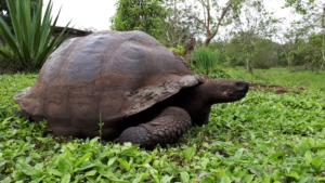 Galapágos och Amazonas med Singelresor