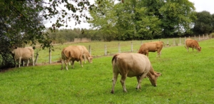 Pilgrimsvandring till Santiago de Compostela i Spanien med Singelresor