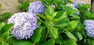 Pilgrimsvandring till Santiago de Compostela i Spanien med Singelresor