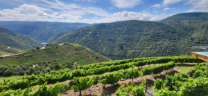 Vin- och kulturresa i Portugal och Galicien med Singelresor