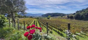 Vin- och kulturresa i Portugal och Galicien med Singelresor