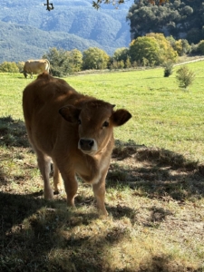 Vandringsresa i Katalonien i Spanien med Singelresor