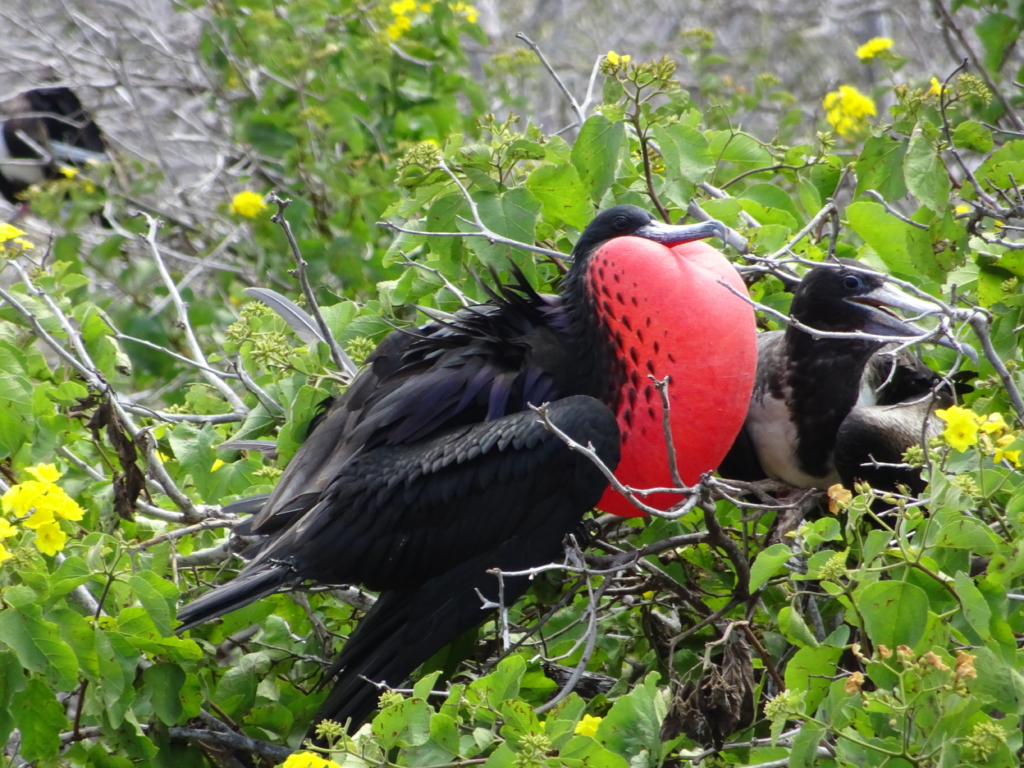Galapágos och Amazonas med Singelresor