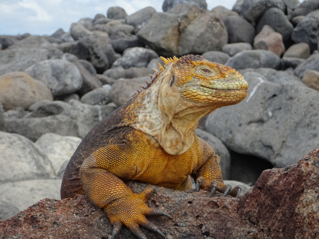 Galapágos och Amazonas med Singelresor