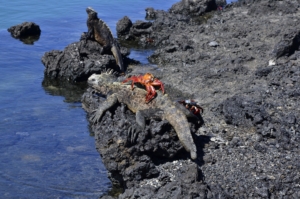 Galapágos och Amazonas