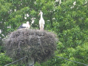 Pilgrimsvandring till Santiago de Compostela i Spanien med Singelresor