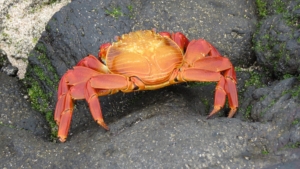 Galapágos och Amazonas med Singelresor