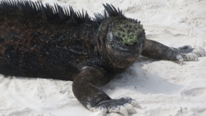 Galapágos och Amazonas med Singelresor