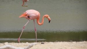 Galapágos och Amazonas med Singelresor