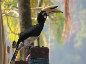 Malaysia och Borneo med Singelresor