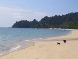 Malaysia och Borneo med Singelresor