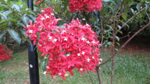 Malaysia och Borneo med Singelresor