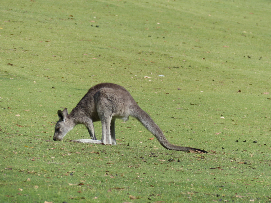 Australien rundresa med Singelresor