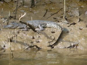 Australien rundresa med Singelresor