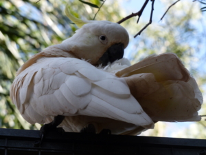 Australien rundresa med Singelresor