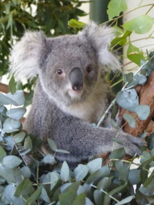 Australien rundresa med Singelresor