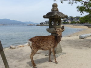 Japan rundresa med besök i Hiroshima, Kyoto, Fuji och Tokyo med Singelresor